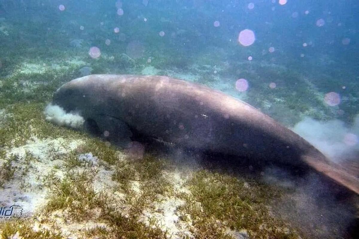 Una foca está nadando en el agua