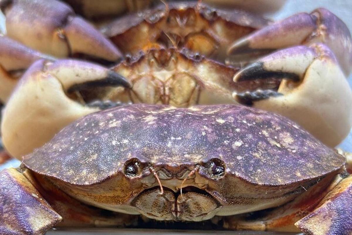 krabi lähivõte