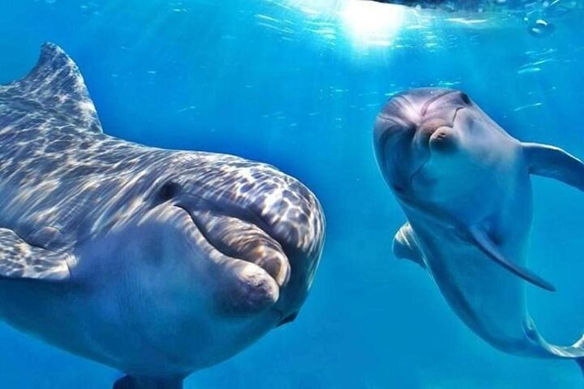 un delfino che nuota nell'acqua con la sua faccia