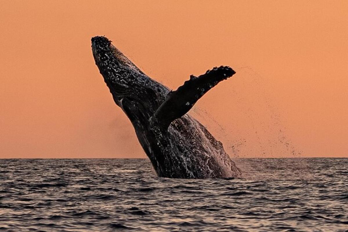 a humpback whale jumping out of the water
