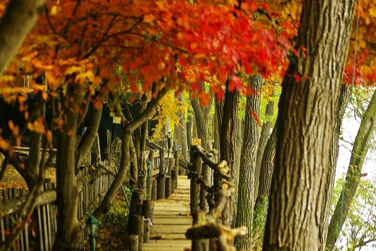 a row of trees with colorful leaves on them