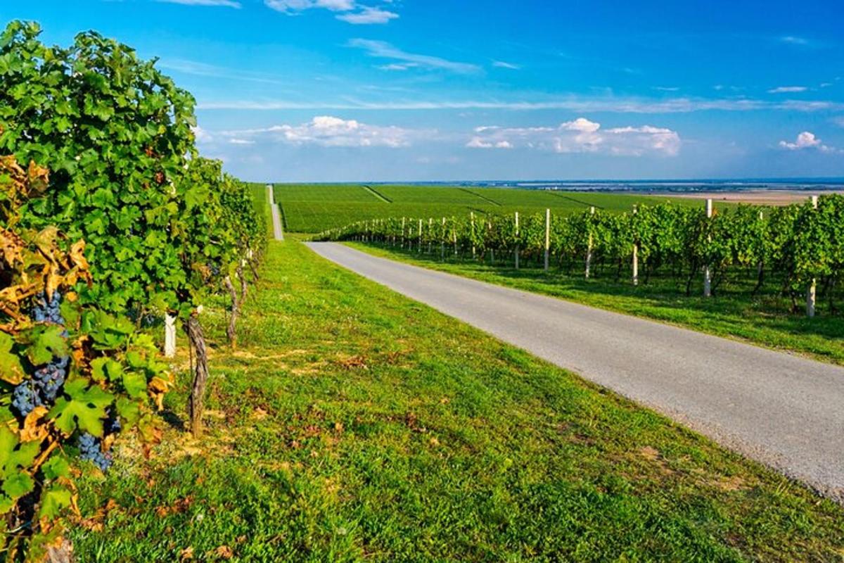 a road in the middle of a field with vines
