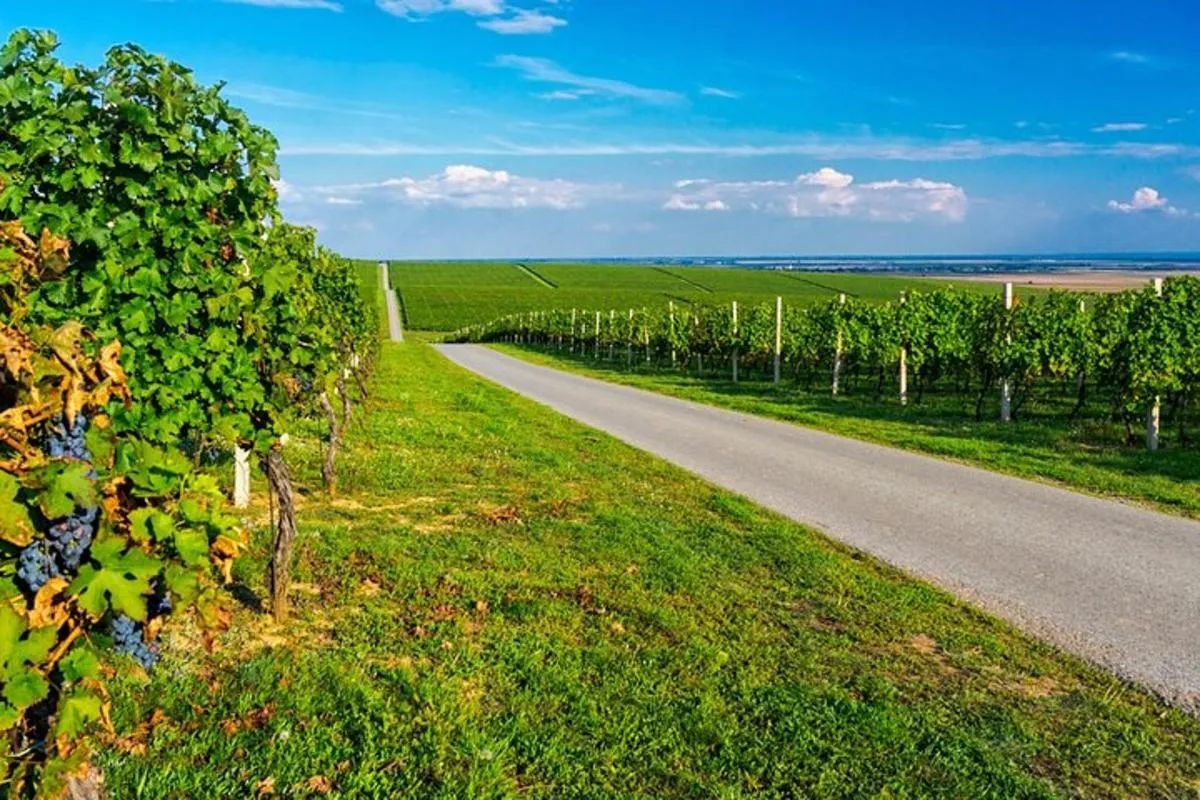 Rallye Voiture Insolite sur la Route des Vins d'Alsace – photo 3