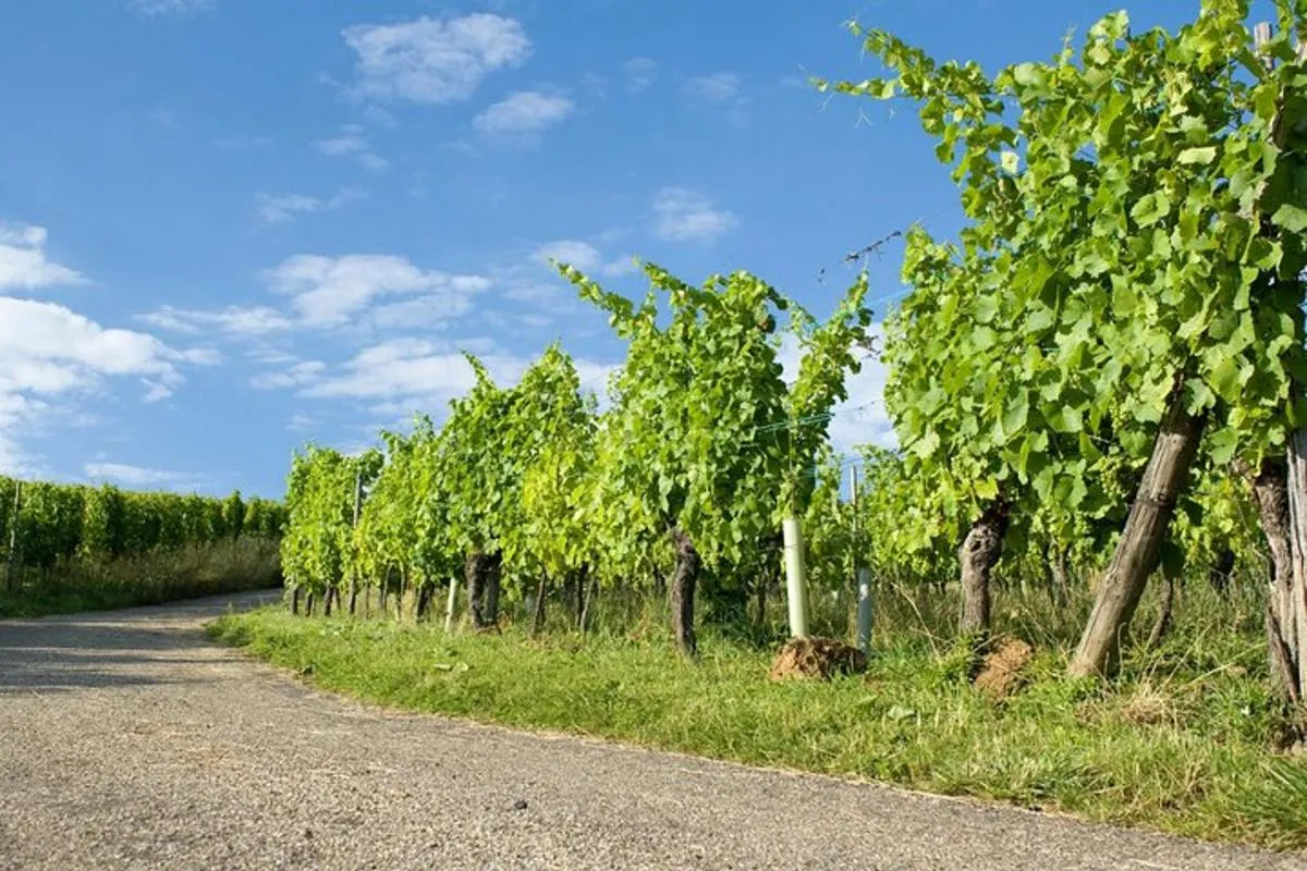 Rallye Voiture Insolite sur la Route des Vins d'Alsace – photo 5