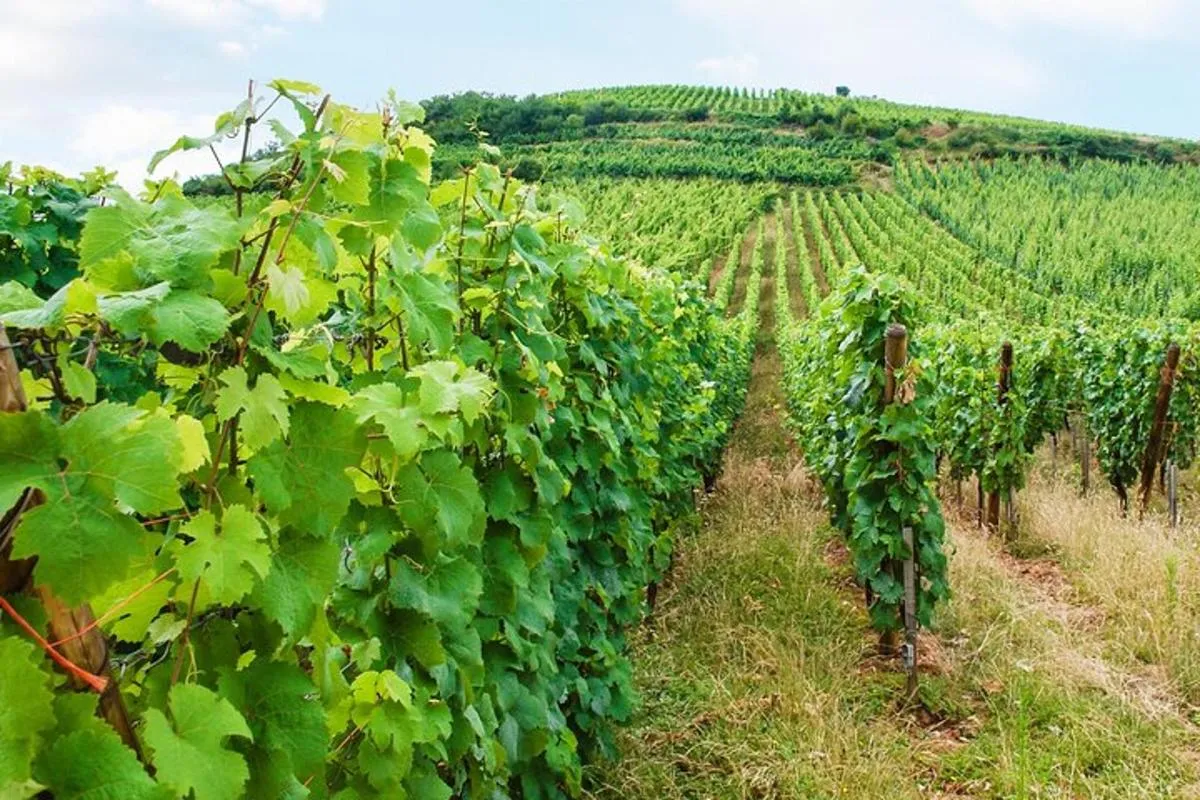 Rallye Voiture Insolite sur la Route des Vins d'Alsace – photo 7