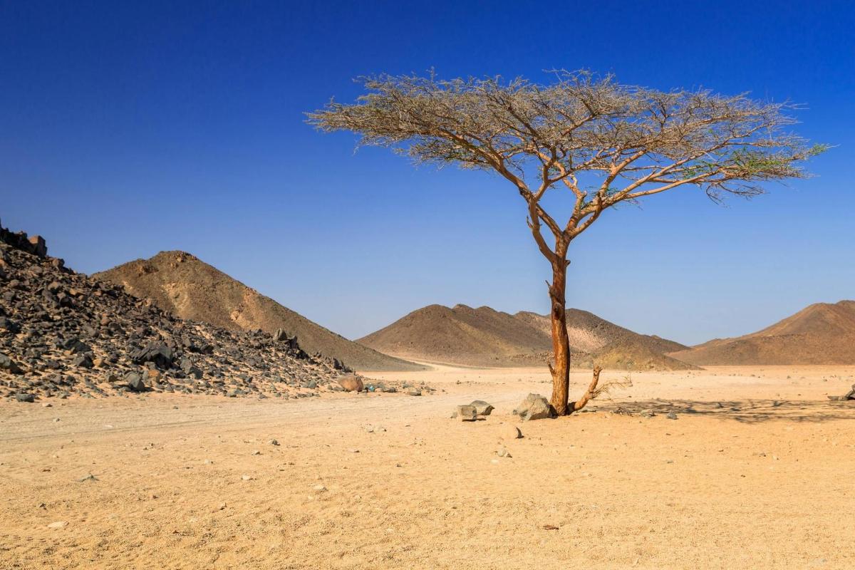 un arbre al desert amb muntanyes al fons