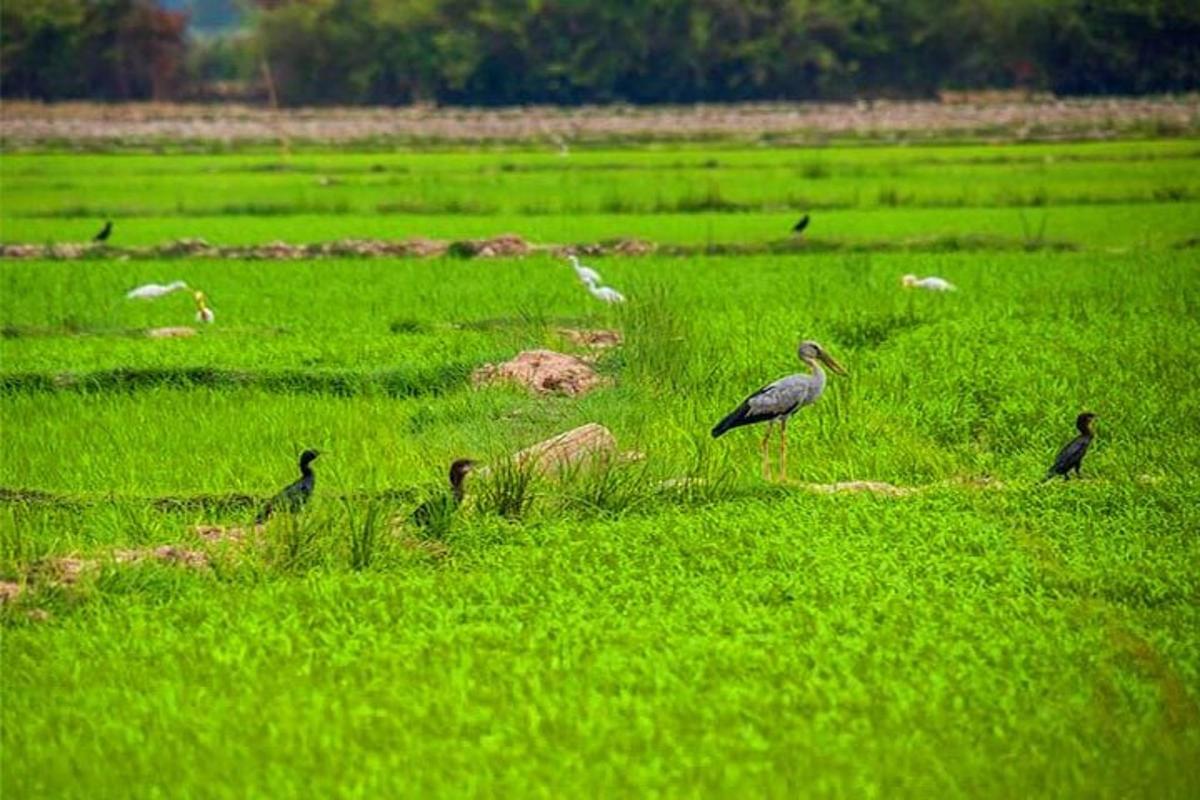 um grupo de pássaros em um campo de grama