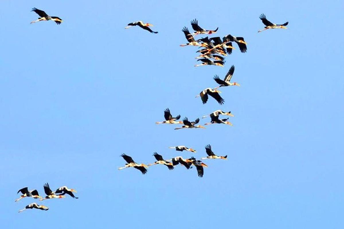 um bando de pássaros voando no céu azul