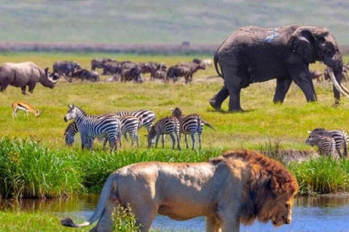 una manada de cebras y un elefante en un campo