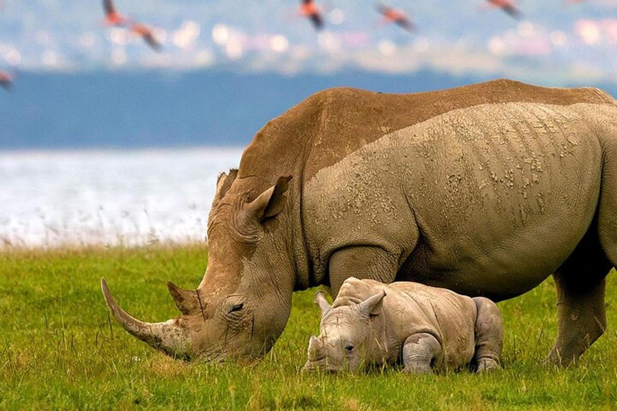 Un gran rinoceronte y un bebé rinoceronte pastando en un campo