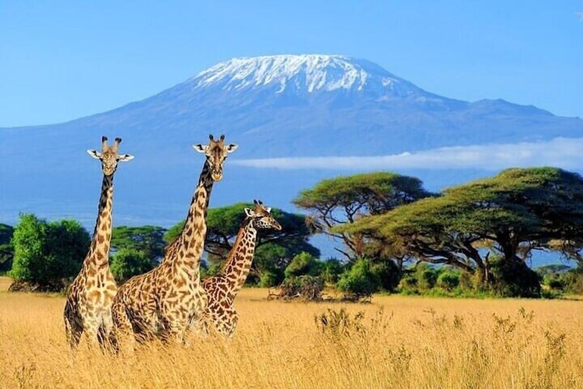 Cuatro jirafas de pie en un campo con una montaña al fondo