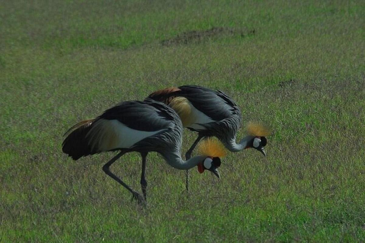 Dos pájaros parados en un campo de hierba