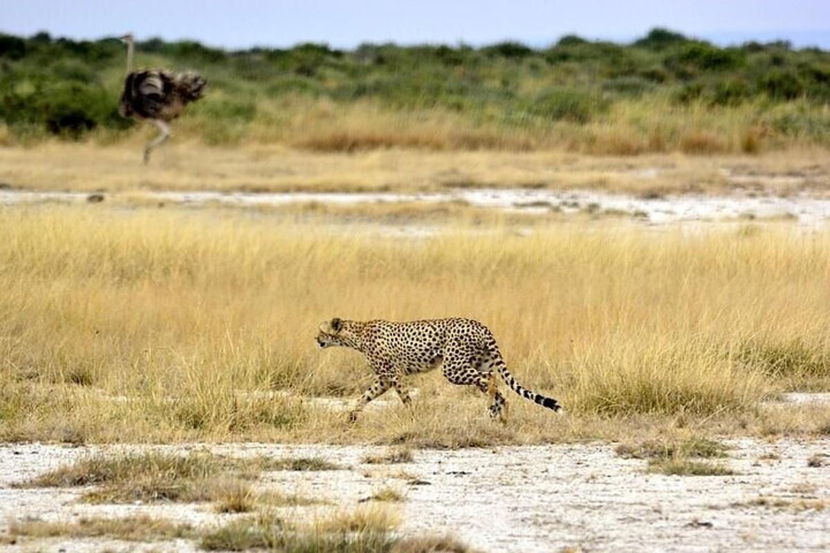 Un guepardo corriendo por un campo de hierba alta