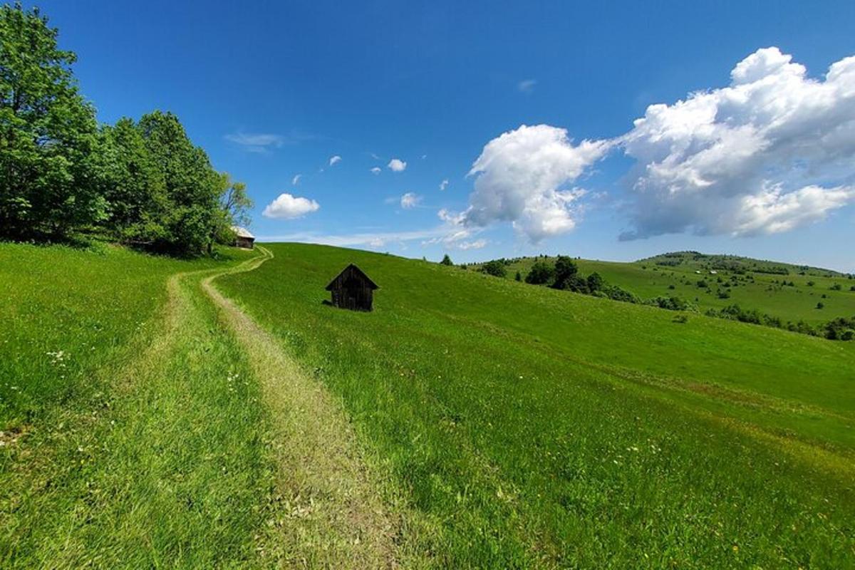 rohtunud küngas, mille keskel on ait