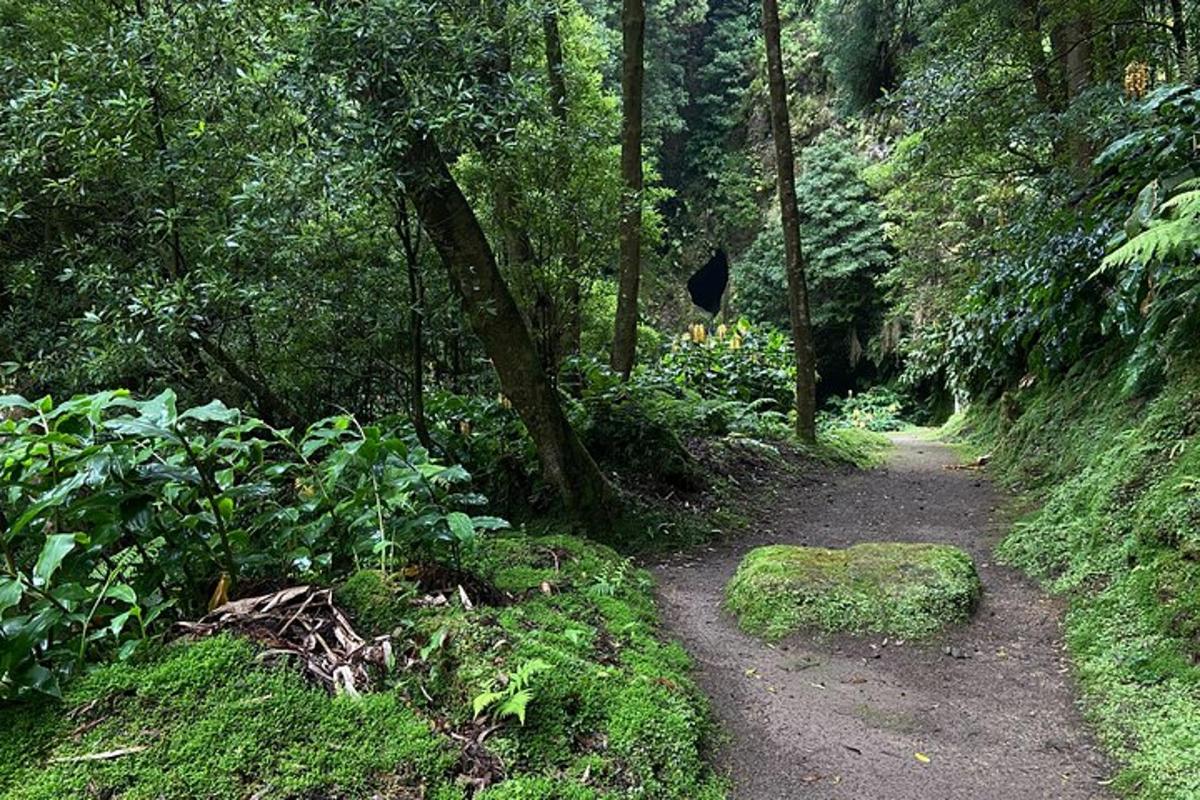 a dirt path in the middle of a forest
