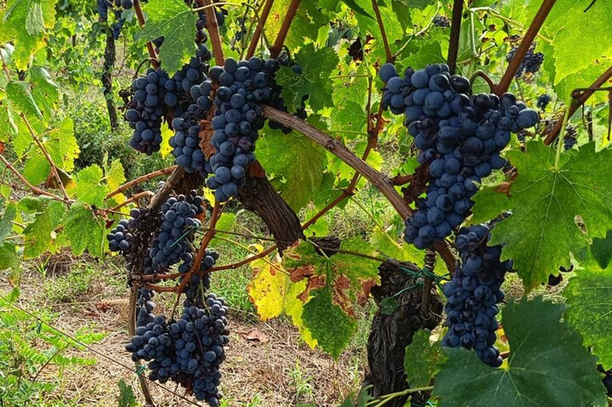 Un racimo de uvas azules colgando de un árbol