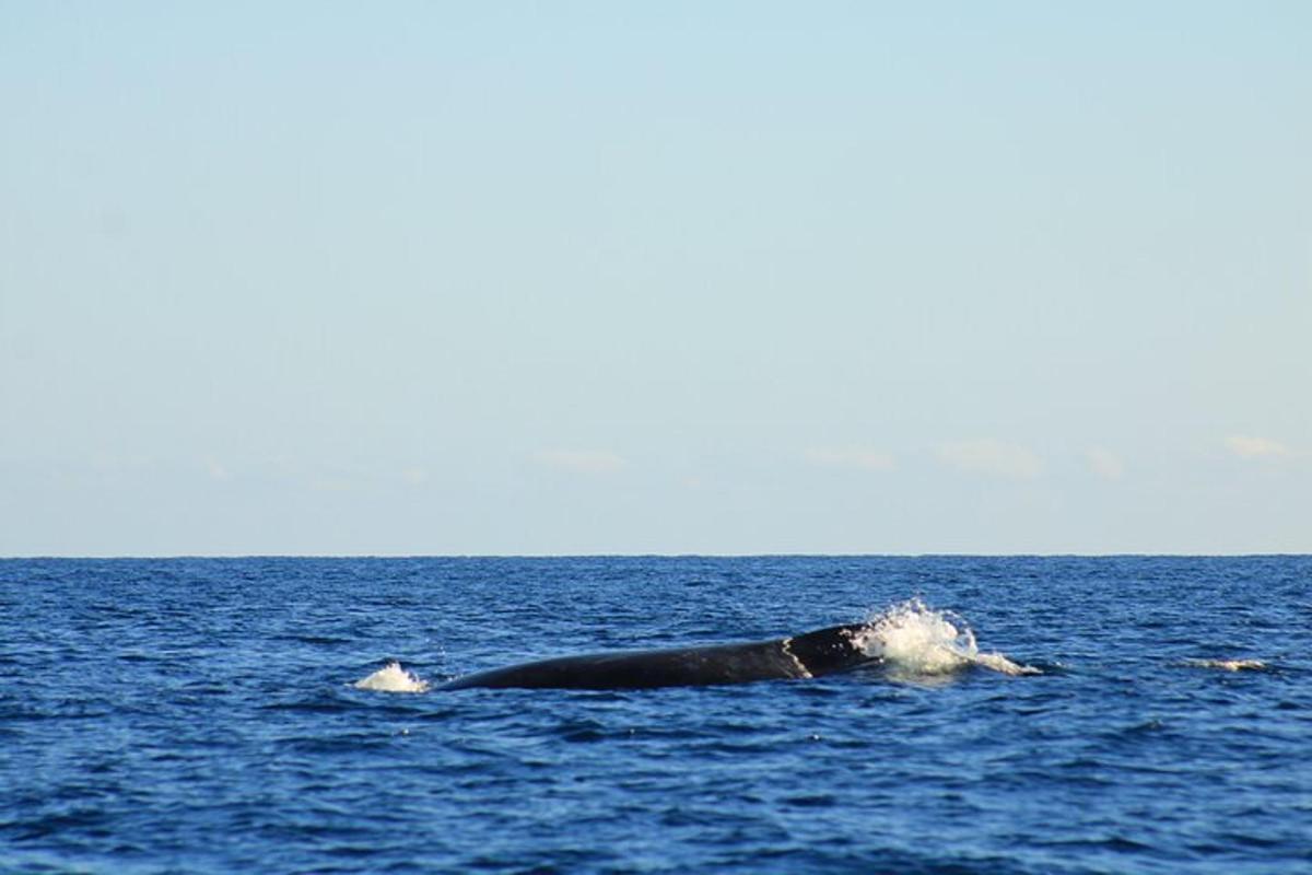a whale swimming in the water in the ocean