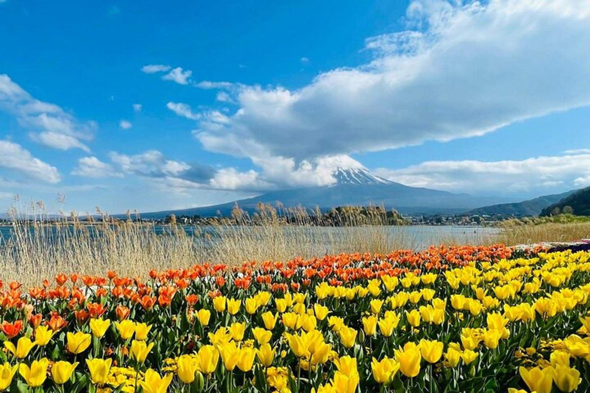 un camp de flors amb una muntanya al fons