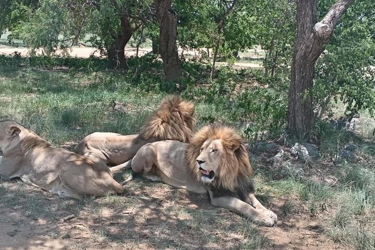 tres leones tumbados en el suelo, sobre la hierba