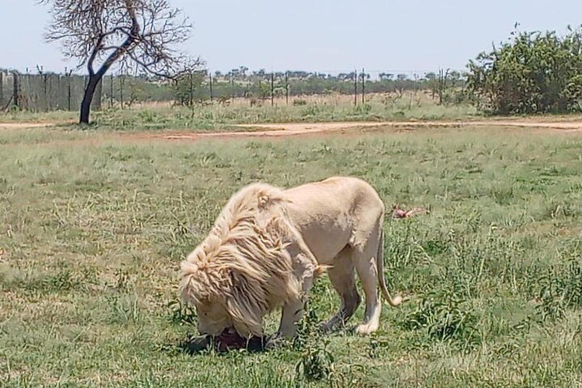 Un león está comiendo hierba en un campo.