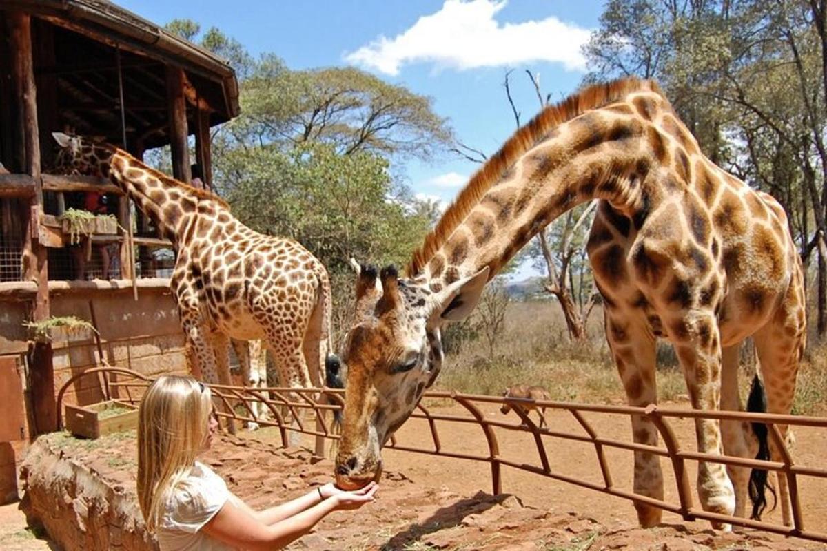moteris zoologijos sode maitina dvi žirafas