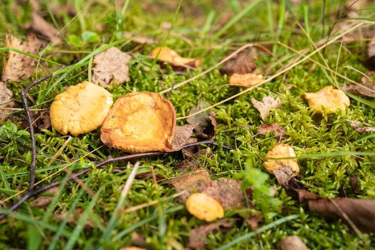 a pile of leaves on the ground withgrass and grass
