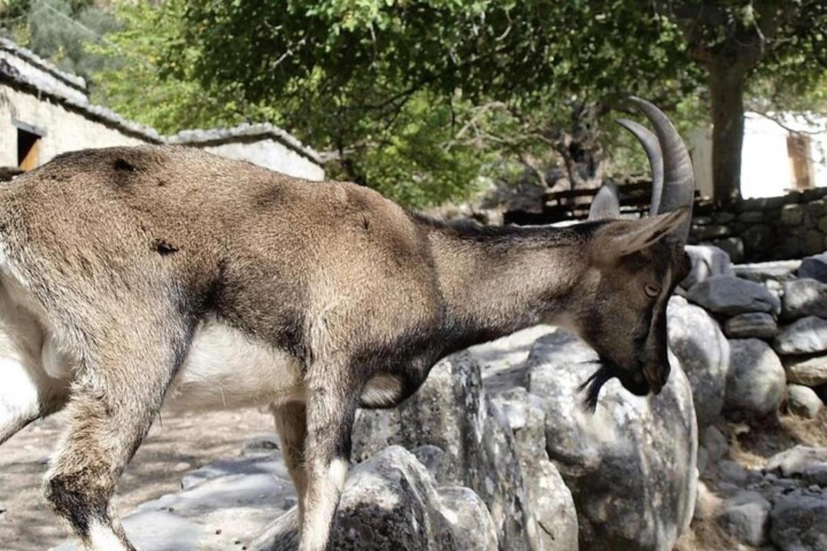 una capra con lunghe corna in piedi su alcune rocce