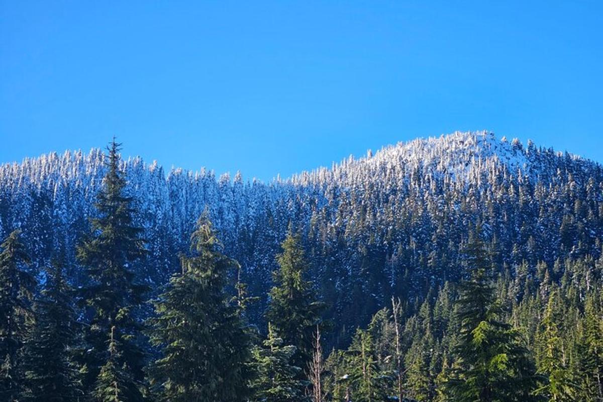 una montagna coperta di alberi con un cielo azzurro