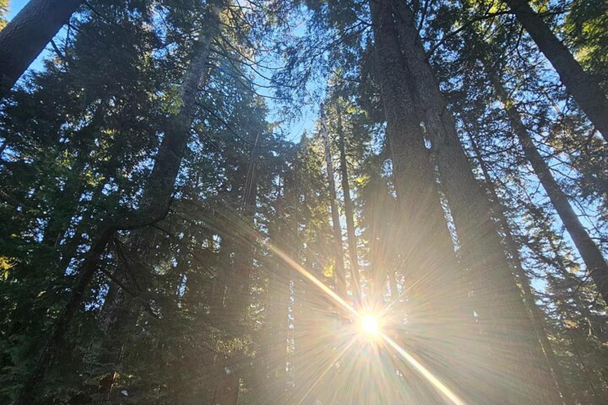 un sole che splende attraverso gli alberi in una foresta