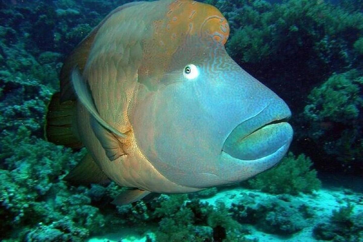 ein großer Fisch schwimmt im Ozean