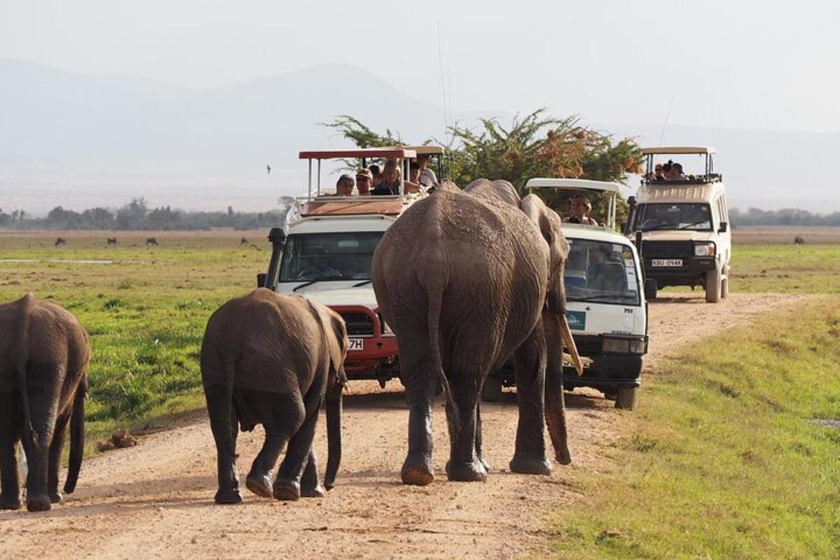 un ramat d'elefants caminant per un camí de terra