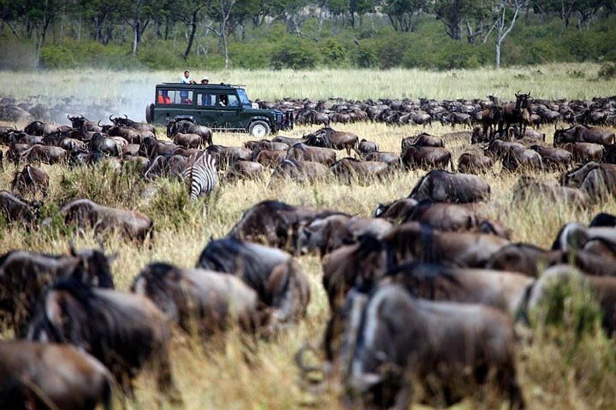 un ramat d'animals en un camp amb un jeep