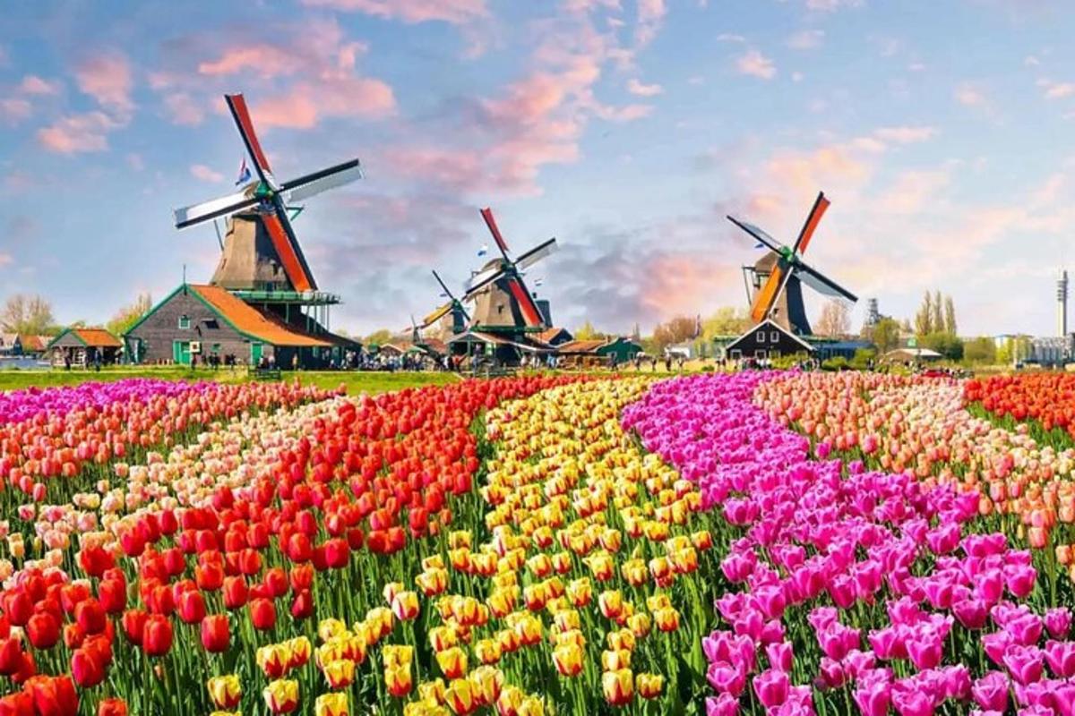 um campo de tulipas com moinhos de vento ao fundo