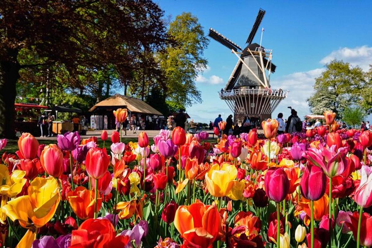 um campo de tulipas coloridas com um moinho de vento ao fundo