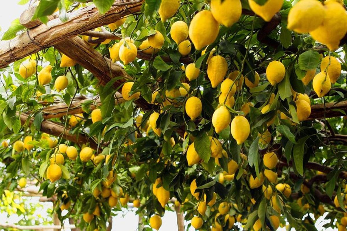 Un ramo de limones amarillos colgando de un árbol.
