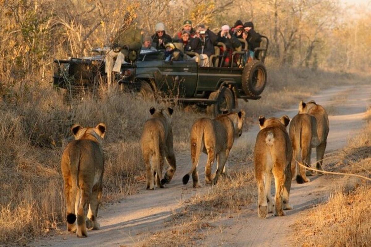Un grupo de personas en un jeep conduciendo por una carretera con leones.