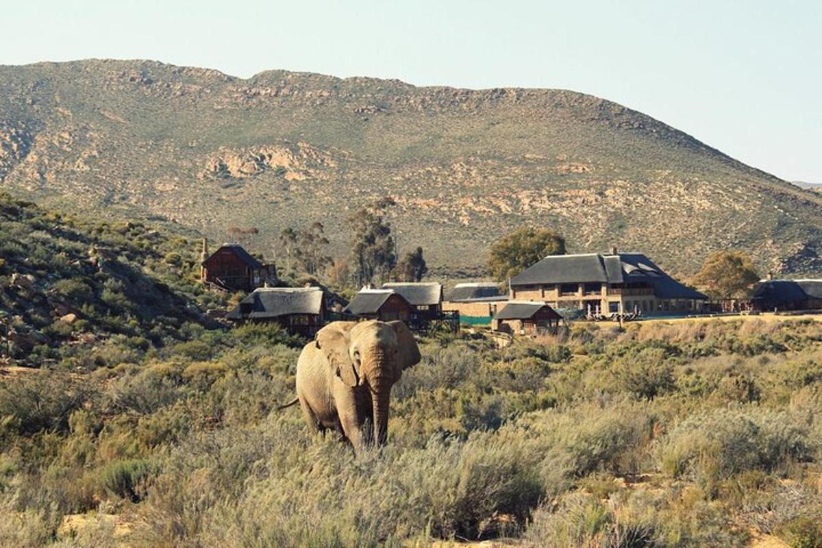 Un elefante caminando en el césped frente a una casa.