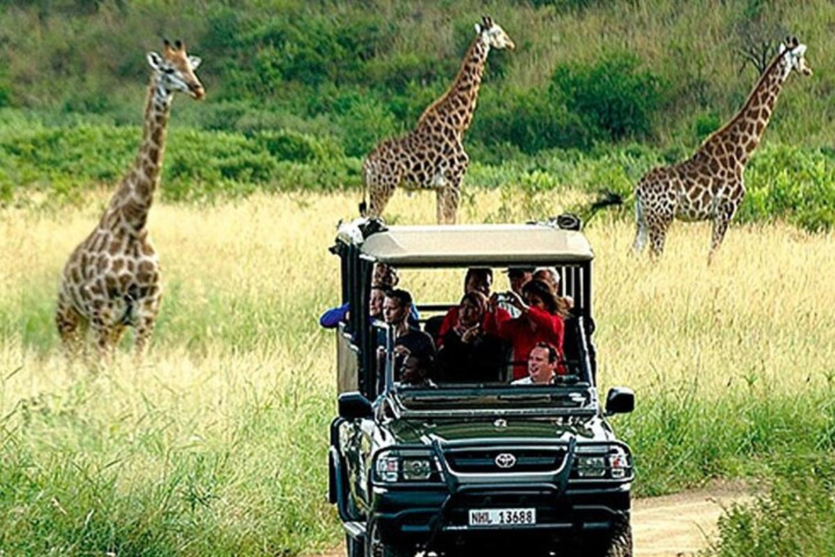 Un grupo de personas en un vehículo de safari con jirafas.