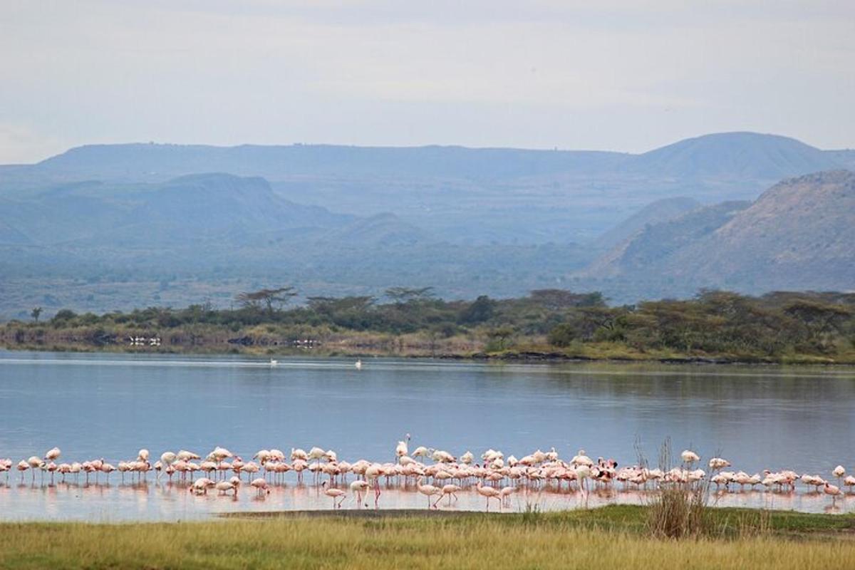 isang grupo ng mga flamingo na nakatayo sa isang anyong tubig