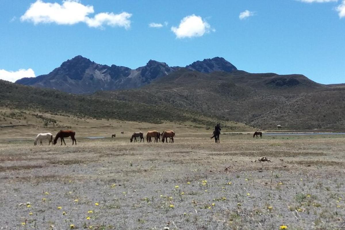 a group of horses grazing in a field with mountains in the background