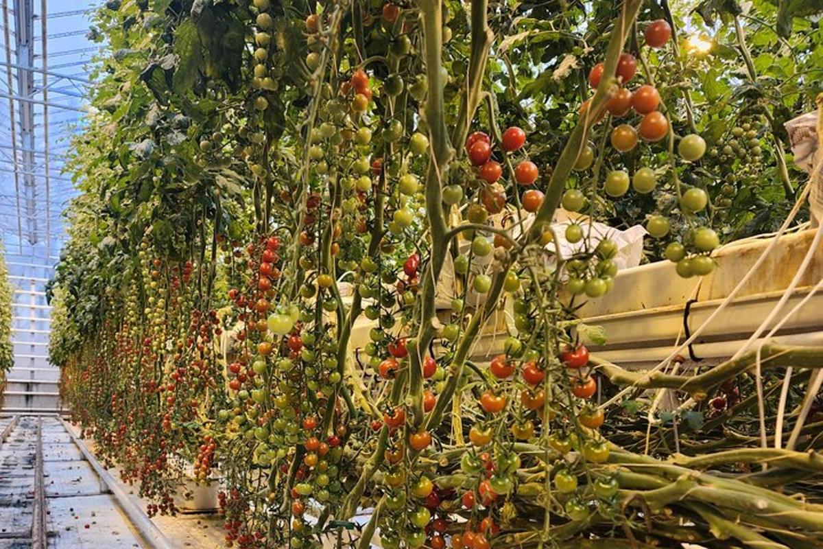 Un montón de tomates en una planta en un invernadero.