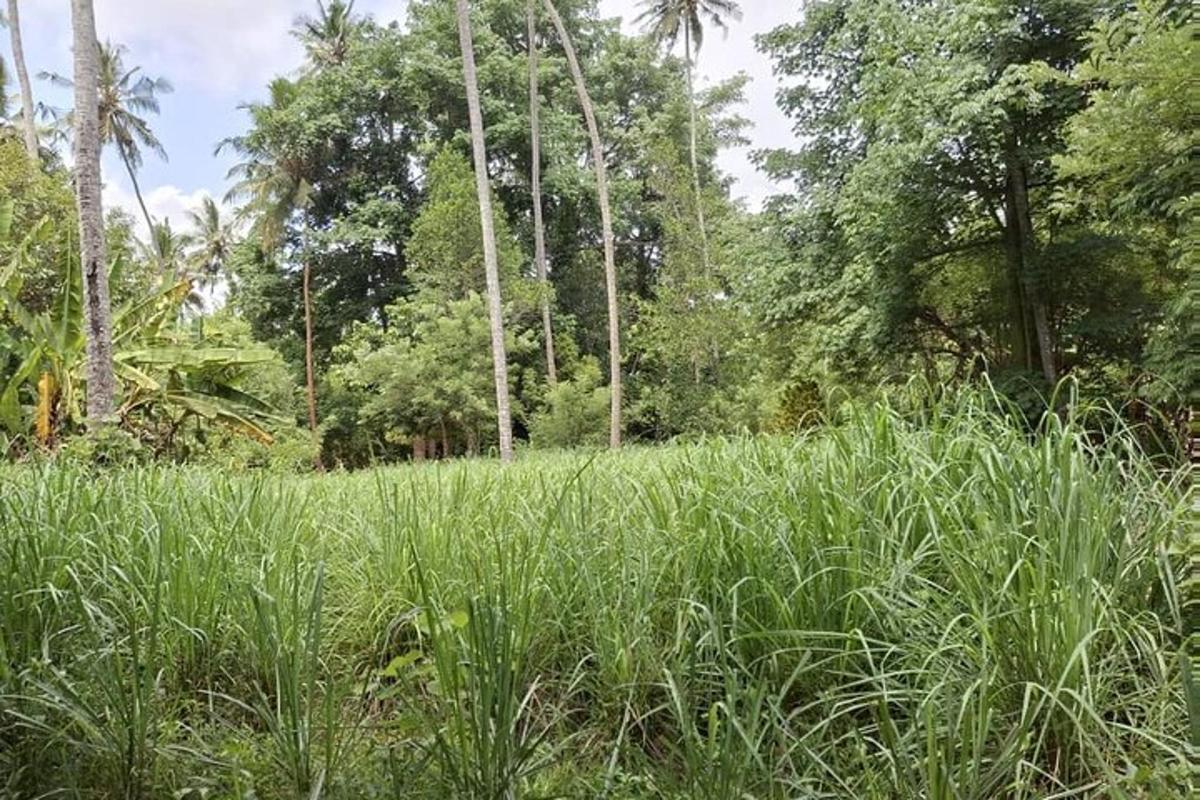 isang patlang ng matataas na damo na may mga puno sa background
