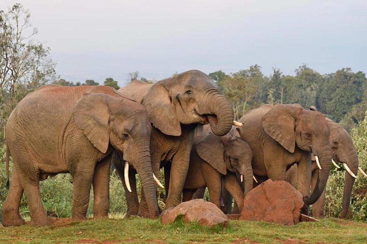 un ramat d'elefants dempeus en un camp