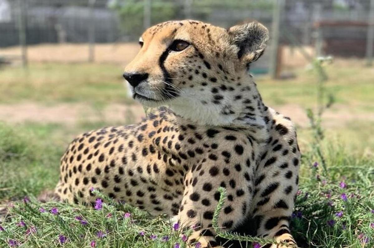 un ghepardo seduto sull'erba in un campo