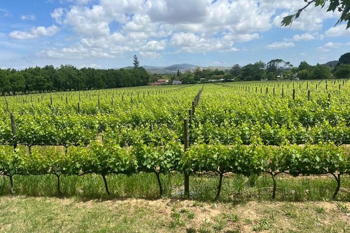 un campo di piante verdi in un campo