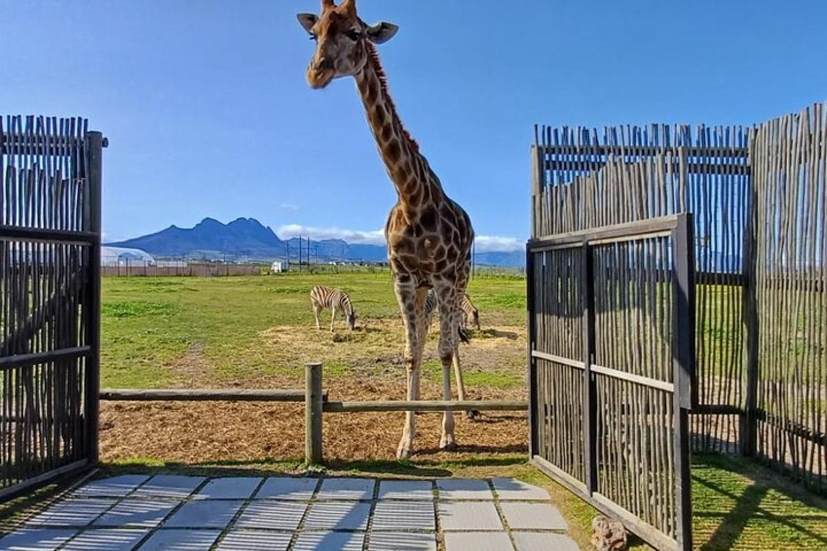 una giraffa in piedi accanto a una recinzione con una zebra