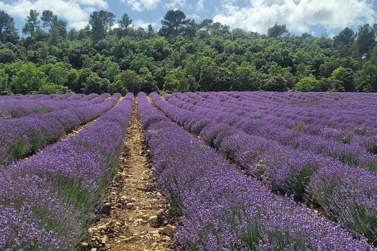 un campo di lavanda con file di fiori viola