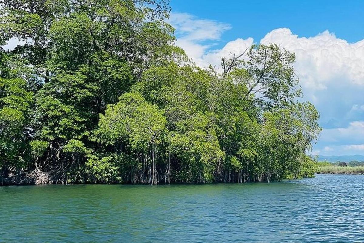a group of trees in the middle of a lake