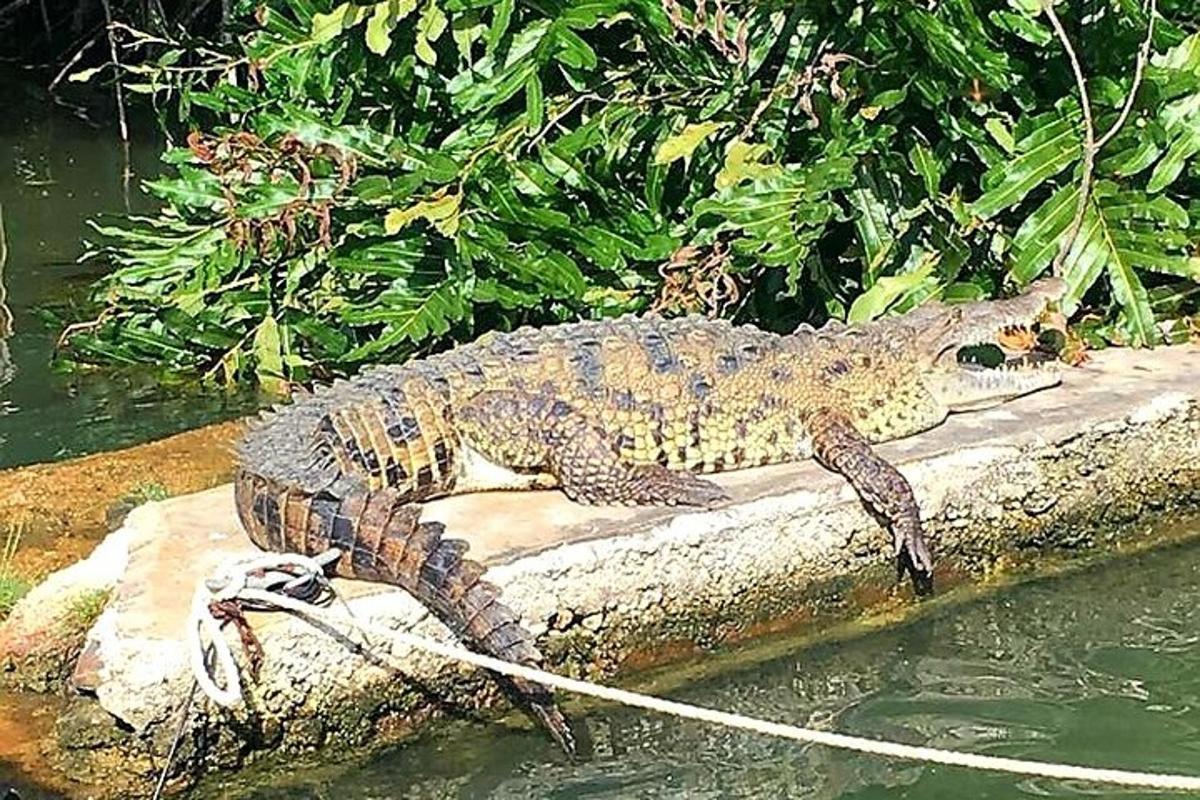 a crocodile sitting on a rock in the water