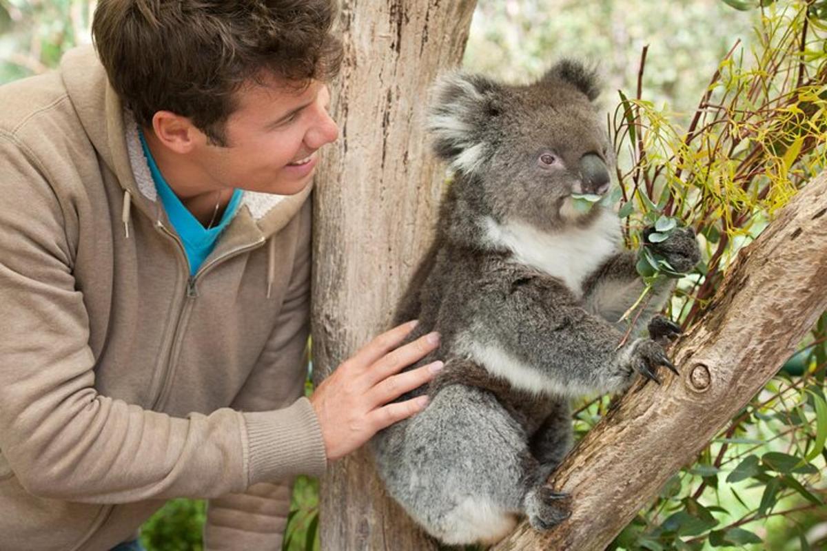 ein Mann, der einen Koala in einem Baum hält